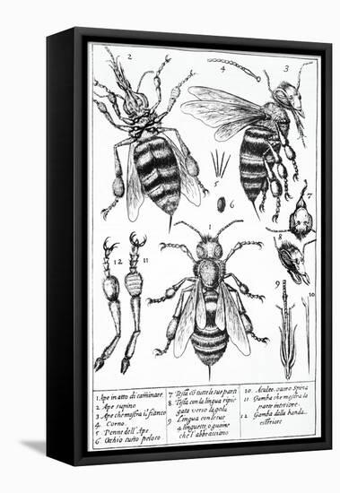 Bee Anatomy, Historical Artwork-Science Photo Library-Framed Premier Image Canvas