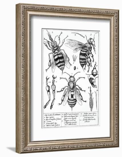 Bee Anatomy, Historical Artwork-Science Photo Library-Framed Photographic Print