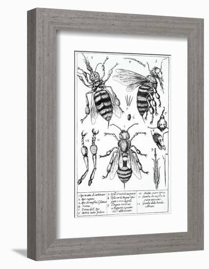 Bee Anatomy, Historical Artwork-Science Photo Library-Framed Photographic Print