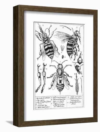 Bee Anatomy, Historical Artwork-Science Photo Library-Framed Photographic Print