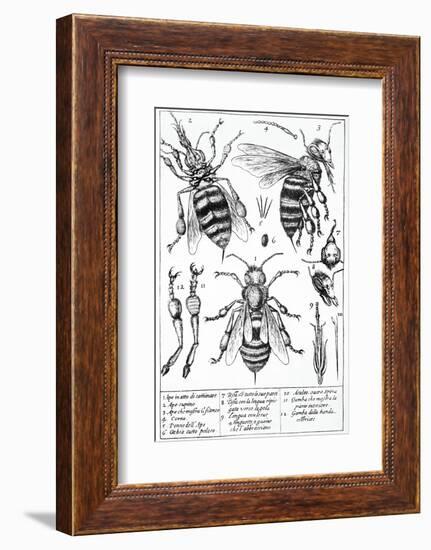 Bee Anatomy, Historical Artwork-Science Photo Library-Framed Photographic Print