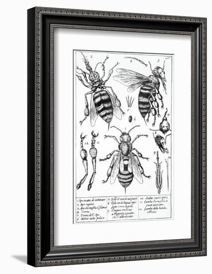 Bee Anatomy, Historical Artwork-Science Photo Library-Framed Photographic Print