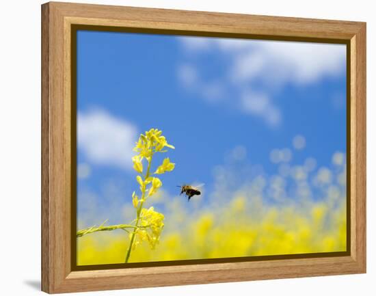 Bee and Field Mustard, Brassica Campestris, Lafayette Reservoir, Lafayette, California, Usa-Paul Colangelo-Framed Premier Image Canvas