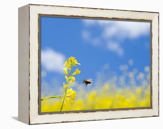 Bee and Field Mustard, Brassica Campestris, Lafayette Reservoir, Lafayette, California, Usa-Paul Colangelo-Framed Premier Image Canvas