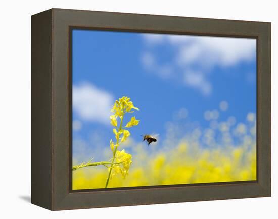 Bee and Field Mustard, Brassica Campestris, Lafayette Reservoir, Lafayette, California, Usa-Paul Colangelo-Framed Premier Image Canvas