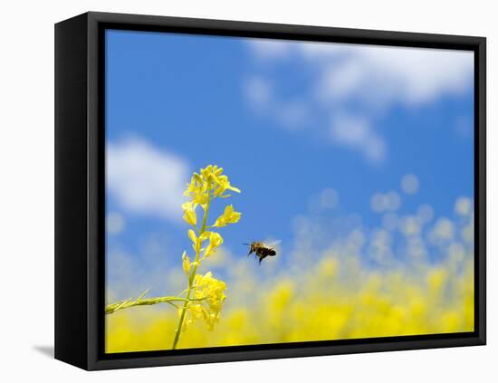 Bee and Field Mustard, Brassica Campestris, Lafayette Reservoir, Lafayette, California, Usa-Paul Colangelo-Framed Premier Image Canvas