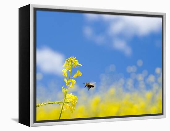 Bee and Field Mustard, Brassica Campestris, Lafayette Reservoir, Lafayette, California, Usa-Paul Colangelo-Framed Premier Image Canvas