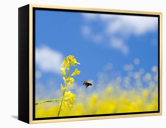 Bee and Field Mustard, Brassica Campestris, Lafayette Reservoir, Lafayette, California, Usa-Paul Colangelo-Framed Premier Image Canvas