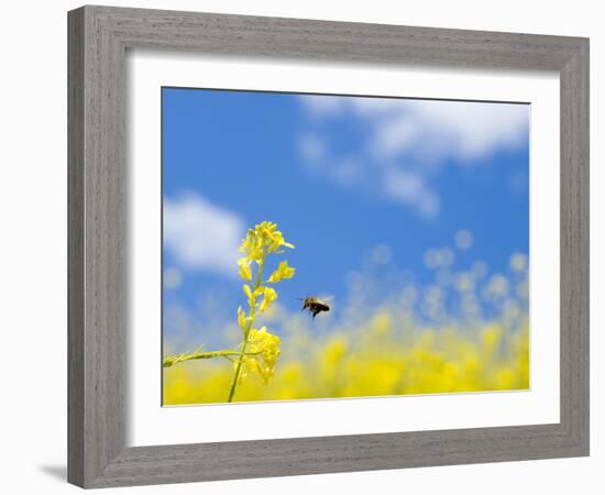 Bee and Field Mustard, Brassica Campestris, Lafayette Reservoir, Lafayette, California, Usa-Paul Colangelo-Framed Photographic Print