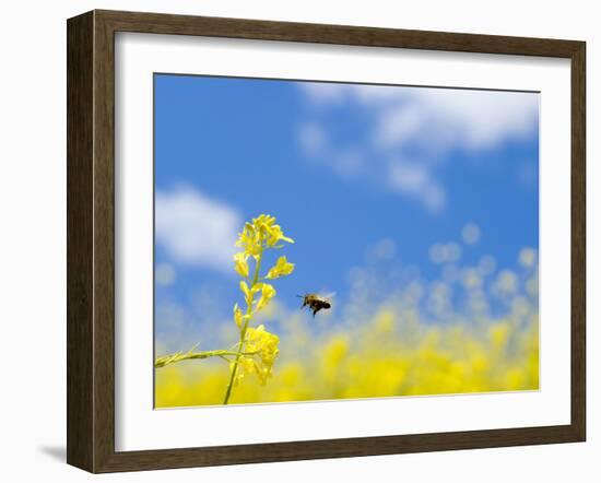 Bee and Field Mustard, Brassica Campestris, Lafayette Reservoir, Lafayette, California, Usa-Paul Colangelo-Framed Photographic Print