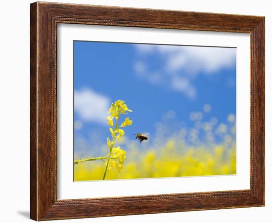 Bee and Field Mustard, Brassica Campestris, Lafayette Reservoir, Lafayette, California, Usa-Paul Colangelo-Framed Photographic Print