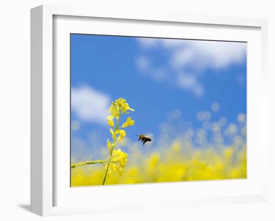 Bee and Field Mustard, Brassica Campestris, Lafayette Reservoir, Lafayette, California, Usa-Paul Colangelo-Framed Photographic Print