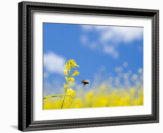 Bee and Field Mustard, Brassica Campestris, Lafayette Reservoir, Lafayette, California, Usa-Paul Colangelo-Framed Photographic Print