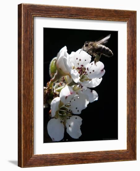 Bee and Pear Blossom, Bruchkoebel, Germany-Ferdinand Ostrop-Framed Photographic Print