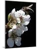 Bee and Pear Blossom, Bruchkoebel, Germany-Ferdinand Ostrop-Mounted Photographic Print