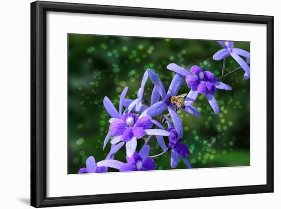 Bee and Purple Flowers-Don Spears-Framed Art Print