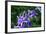 Bee and Purple Flowers-Don Spears-Framed Art Print