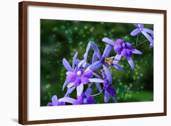 Bee and Purple Flowers-Don Spears-Framed Art Print
