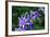 Bee and Purple Flowers-Don Spears-Framed Art Print