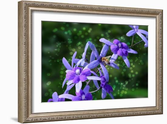 Bee and Purple Flowers-Don Spears-Framed Art Print