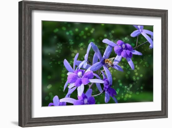 Bee and Purple Flowers-Don Spears-Framed Art Print