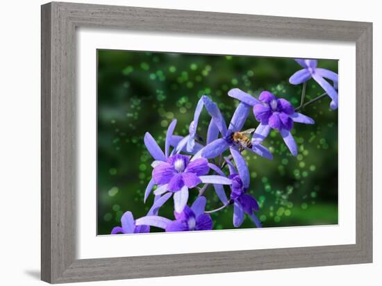 Bee and Purple Flowers-Don Spears-Framed Art Print