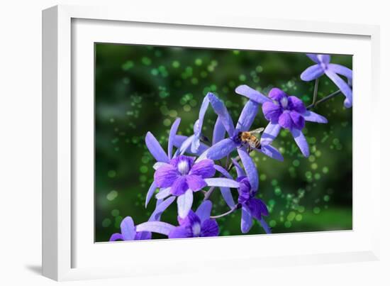 Bee and Purple Flowers-Don Spears-Framed Art Print