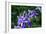 Bee and Purple Flowers-Don Spears-Framed Art Print