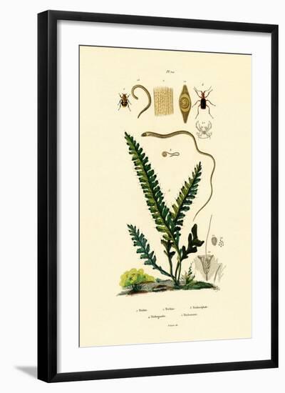 Bee Beetle, 1833-39-null-Framed Giclee Print