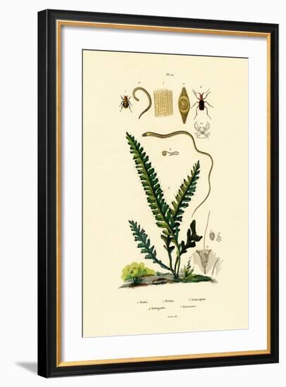 Bee Beetle, 1833-39-null-Framed Giclee Print