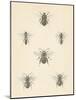 Bee Chart I-Wild Apple Portfolio-Mounted Art Print