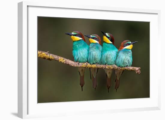 Bee-Eater Resting-Xavier Ortega-Framed Photographic Print