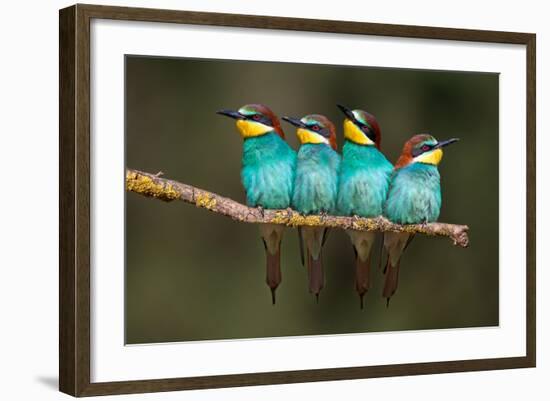 Bee-Eater Resting-Xavier Ortega-Framed Photographic Print