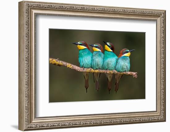 Bee-Eater Resting-Xavier Ortega-Framed Photographic Print