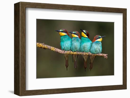 Bee-Eater Resting-Xavier Ortega-Framed Photographic Print