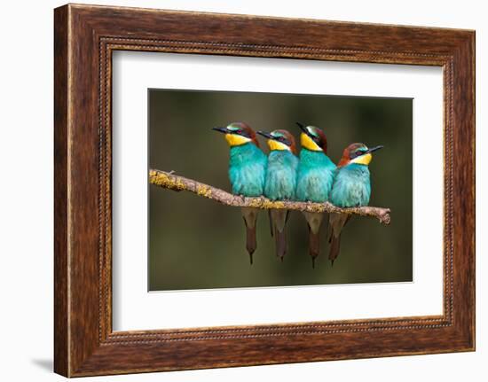 Bee-Eater Resting-Xavier Ortega-Framed Photographic Print