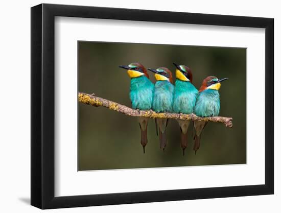 Bee-Eater Resting-Xavier Ortega-Framed Photographic Print