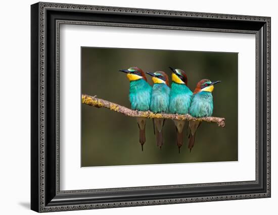 Bee-Eater Resting-Xavier Ortega-Framed Photographic Print