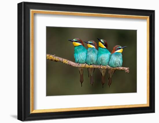 Bee-Eater Resting-Xavier Ortega-Framed Photographic Print