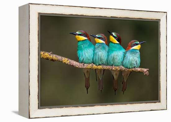 Bee-Eater Resting-Xavier Ortega-Framed Premier Image Canvas