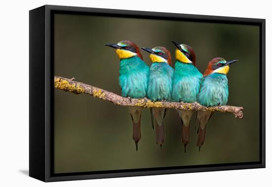 Bee-Eater Resting-Xavier Ortega-Framed Premier Image Canvas