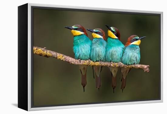 Bee-Eater Resting-Xavier Ortega-Framed Premier Image Canvas