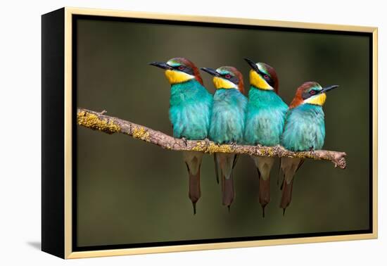 Bee-Eater Resting-Xavier Ortega-Framed Premier Image Canvas