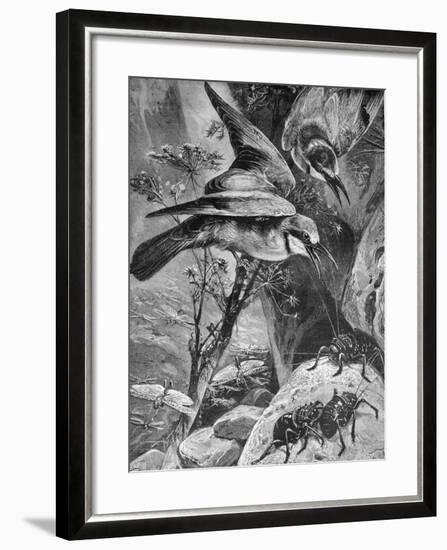 Bee-Eaters or Bee Eaters 1898-Chris Hellier-Framed Giclee Print