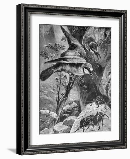 Bee-Eaters or Bee Eaters 1898-Chris Hellier-Framed Giclee Print