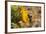 Bee Fly (Hemipenthes Velutina) Feeding from Spiny Sow Thistle (Sonchus Asper) Flower in Scrubland-Nick Upton-Framed Photographic Print