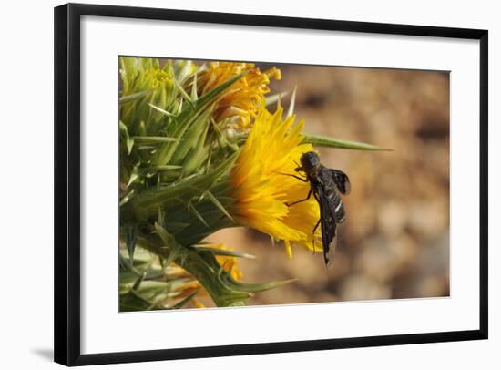 Bee Fly (Hemipenthes Velutina) Feeding from Spiny Sow Thistle (Sonchus Asper) Flower in Scrubland-Nick Upton-Framed Photographic Print