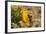 Bee Fly (Hemipenthes Velutina) Feeding from Spiny Sow Thistle (Sonchus Asper) Flower in Scrubland-Nick Upton-Framed Photographic Print