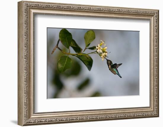 Bee hummingbird feeding, Guanahacabibes Peninsula, Cuba-Pedro Narra-Framed Photographic Print