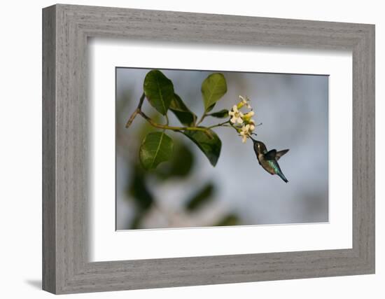 Bee hummingbird feeding, Guanahacabibes Peninsula, Cuba-Pedro Narra-Framed Photographic Print